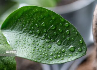 ثبت رطوبت بیش از ۷۰ درصد در هشت شهر استان بوشهر