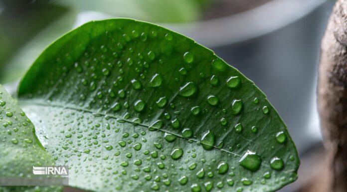 ثبت رطوبت بیش از ۷۰ درصد در هشت شهر استان بوشهر