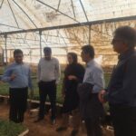 یک میلیارد قطعه نشای گوجهفرنگی در بوشهر تولید میشود