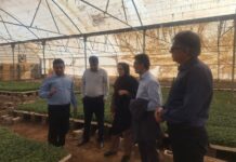 یک میلیارد قطعه نشای گوجهفرنگی در بوشهر تولید میشود