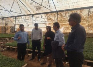 یک میلیارد قطعه نشای گوجهفرنگی در بوشهر تولید میشود