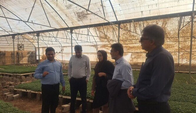 یک میلیارد قطعه نشای گوجهفرنگی در بوشهر تولید میشود