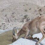 شرکت پایانه های نفتی ایران حامیِ محیط زیستِ استان بوشهر+تصویر