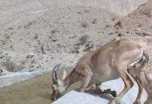 شرکت پایانه های نفتی ایران حامیِ محیط زیستِ استان بوشهر+تصویر