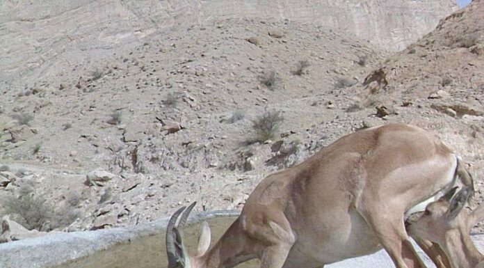 شرکت پایانه های نفتی ایران حامیِ محیط زیستِ استان بوشهر+تصویر