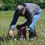 پرداخت تسهیلات کشت گیاهان داروئی به عشایر بوشهر