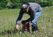 پرداخت تسهیلات کشت گیاهان داروئی به عشایر بوشهر