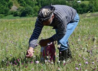 پرداخت تسهیلات کشت گیاهان داروئی به عشایر بوشهر