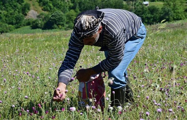 پرداخت تسهیلات کشت گیاهان داروئی به عشایر بوشهر
