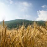 کمیتههای ترویجی در مراکز جهاد کشاورزی استان بوشهر عملیاتی شد