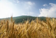 کمیتههای ترویجی در مراکز جهاد کشاورزی استان بوشهر عملیاتی شد