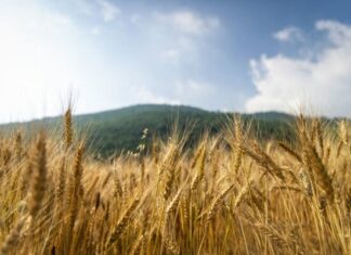 کمیتههای ترویجی در مراکز جهاد کشاورزی استان بوشهر عملیاتی شد