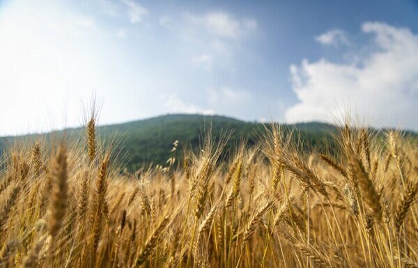 کمیتههای ترویجی در مراکز جهاد کشاورزی استان بوشهر عملیاتی شد