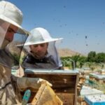 آغاز مهاجرت زنبورداران به استان بوشهر/ مناطق کُنارخیز مقصد اول مهاجران