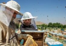 آغاز مهاجرت زنبورداران به استان بوشهر/ مناطق کُنارخیز مقصد اول مهاجران