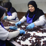 ۱۰۵ تن خرما از نخلستانهای بوشهر برداشت شد