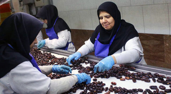 ۱۰۵ تن خرما از نخلستانهای بوشهر برداشت شد