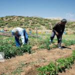 رییس جهاد کشاورزی بوشهر: سوخت بر اساس سطح زیر کشت به کشاورزان تخصیص مییابد