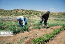 رییس جهاد کشاورزی بوشهر: سوخت بر اساس سطح زیر کشت به کشاورزان تخصیص مییابد