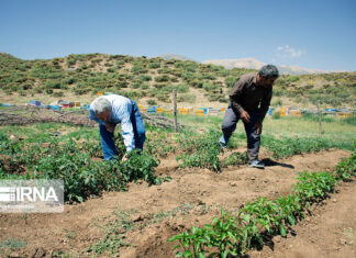 رییس جهاد کشاورزی بوشهر: سوخت بر اساس سطح زیر کشت به کشاورزان تخصیص مییابد