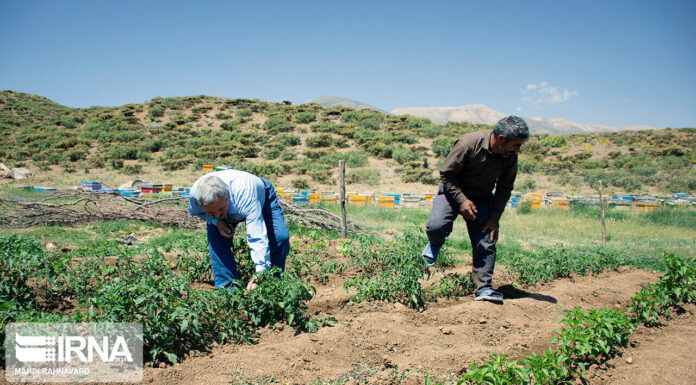 رییس جهاد کشاورزی بوشهر: سوخت بر اساس سطح زیر کشت به کشاورزان تخصیص مییابد