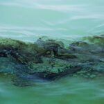 آلودگیهای مکرر نفتی در خلیج فارس/ محیط زیست دریایی حفظ شود