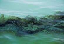 آلودگیهای مکرر نفتی در خلیج فارس/ محیط زیست دریایی حفظ شود