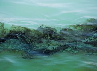 آلودگیهای مکرر نفتی در خلیج فارس/ محیط زیست دریایی حفظ شود