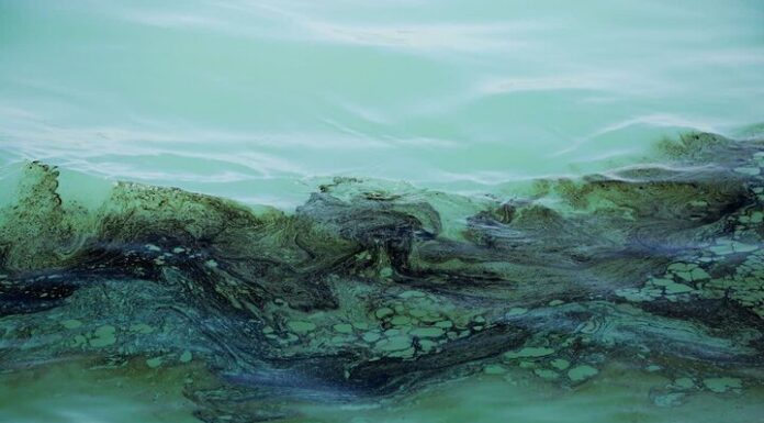 آلودگیهای مکرر نفتی در خلیج فارس/ محیط زیست دریایی حفظ شود