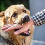 ۱۹۲ مورد حیوان گزیدگی در شهرستان بوشهر ثبت شد