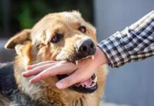 ۱۹۲ مورد حیوان گزیدگی در شهرستان بوشهر ثبت شد