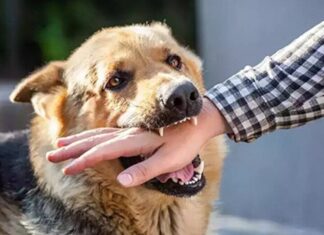 ۱۹۲ مورد حیوان گزیدگی در شهرستان بوشهر ثبت شد