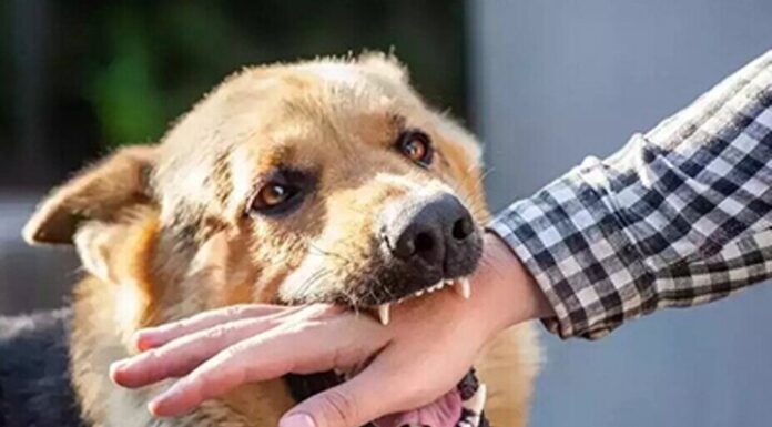 ۱۹۲ مورد حیوان گزیدگی در شهرستان بوشهر ثبت شد