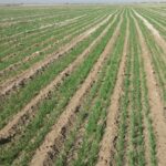 تاکنون ۷۰ هزار هکتار اراضی بوشهر به کشت گندم اختصاص یافت