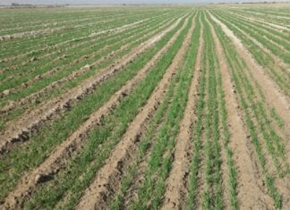 تاکنون ۷۰ هزار هکتار اراضی بوشهر به کشت گندم اختصاص یافت