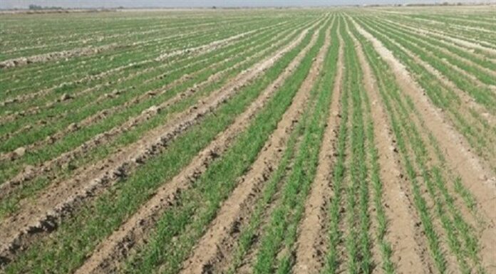تاکنون ۷۰ هزار هکتار اراضی بوشهر به کشت گندم اختصاص یافت