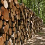 کشف بیش از ۸ تن چوب جنگلی قاچاق در تنگستان