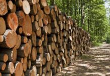 کشف بیش از ۸ تن چوب جنگلی قاچاق در تنگستان