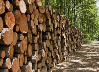 کشف بیش از ۸ تن چوب جنگلی قاچاق در تنگستان