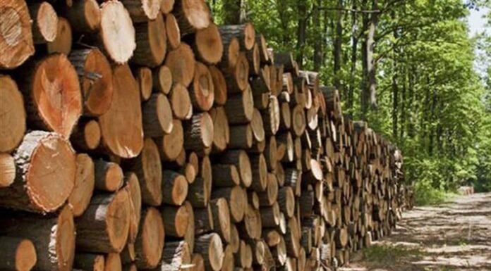 کشف بیش از ۸ تن چوب جنگلی قاچاق در تنگستان