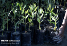 کاشت درختهای سازگار در بوشهر؛ حرکت در مسیر آیندهای سبز و پایدار