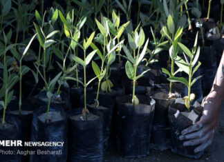 کاشت درختهای سازگار در بوشهر؛ حرکت در مسیر آیندهای سبز و پایدار
