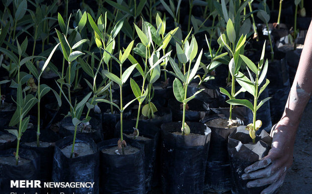 کاشت درختهای سازگار در بوشهر؛ حرکت در مسیر آیندهای سبز و پایدار
