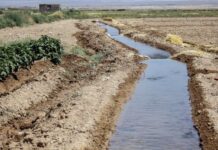 نبض حیات کشاورزی استان بوشهر بد میزند؛ لزوم مدیریت منابع آبی