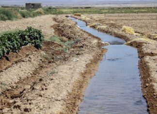 نبض حیات کشاورزی استان بوشهر بد میزند؛ لزوم مدیریت منابع آبی