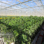 بوشهر سرزمین طلایی برای کشاورزی؛ لزوم ایجاد شهرکهای شیلاتی و گلخانهای