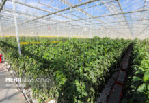 بوشهر سرزمین طلایی برای کشاورزی؛ لزوم ایجاد شهرکهای شیلاتی و گلخانهای