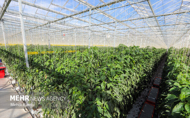 بوشهر سرزمین طلایی برای کشاورزی؛ لزوم ایجاد شهرکهای شیلاتی و گلخانهای