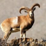 جمعیت وحوش در منطقه شکار ممنوع «ارم» روند افزایشی دارد