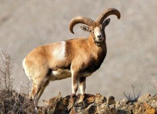 جمعیت وحوش در منطقه شکار ممنوع «ارم» روند افزایشی دارد